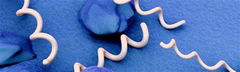 The U.S. hasn't seen syphilis numbers this high since 1950 .
